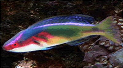 Exquisite Wrasse
