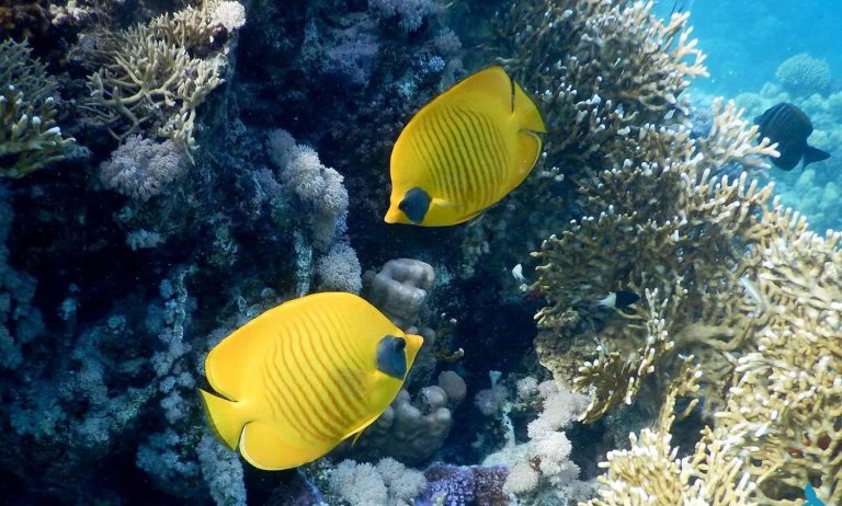 Chaetodon Semilavartus