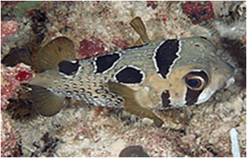 Ballon Fish - Diodon Specie