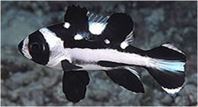 Black Beauty Macolor Niger