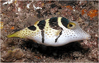 Black Saddle Toby - Canthigaster Valentini