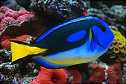 Blue Tang Yellow Belly