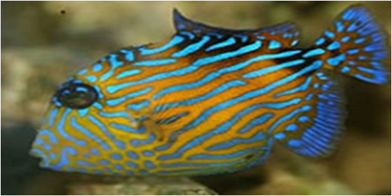 Blue and Gold Trigger Pseudobalistes fuscus