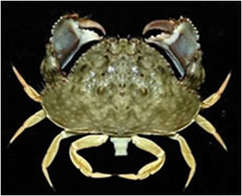Calappa hepatica Sand Crab