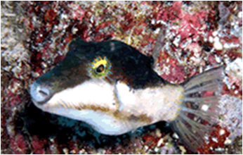 Canthigaster smithae - Canthigaster Smithae