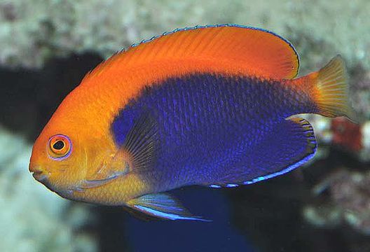 Centropyge acanthops