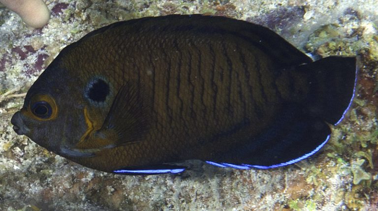 Centropyge multispinis