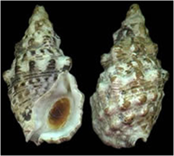 Cerithium caeruleum (snail) Black Sand Snail