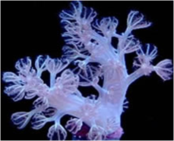 Cespitularia Phospor Polyp