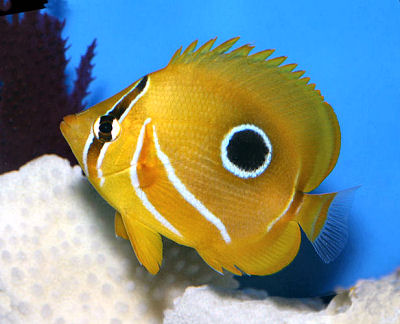 Chaetodon Bennetti