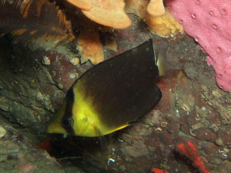 Chaetodon Blackburni