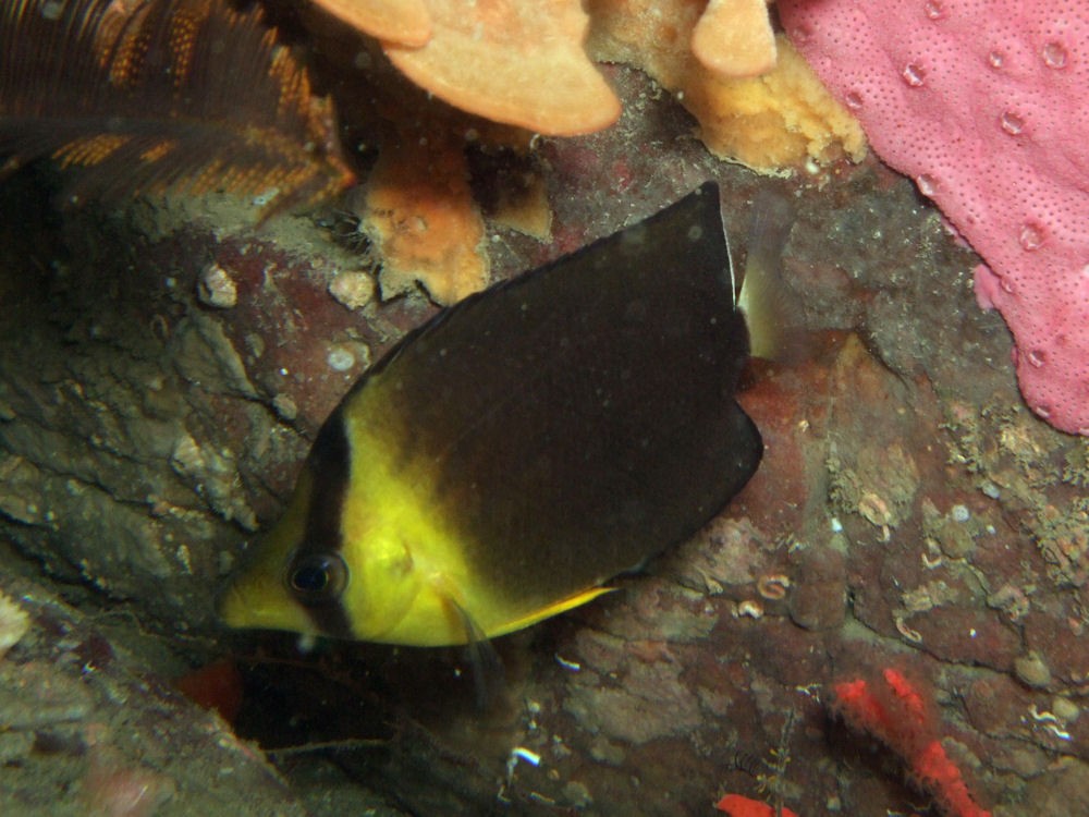Chaetodon Blackburni