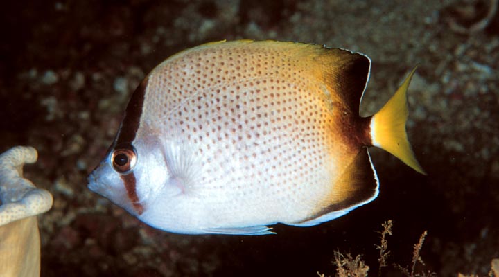 Chaetodon Dolosus