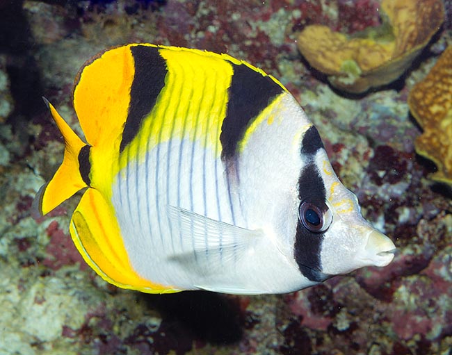 Chaetodon Falcula