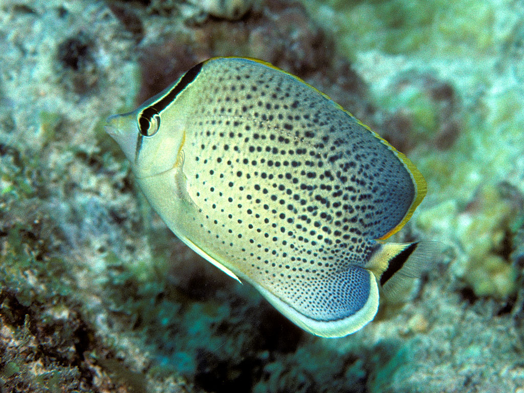 Chaetodon Guttatisimus