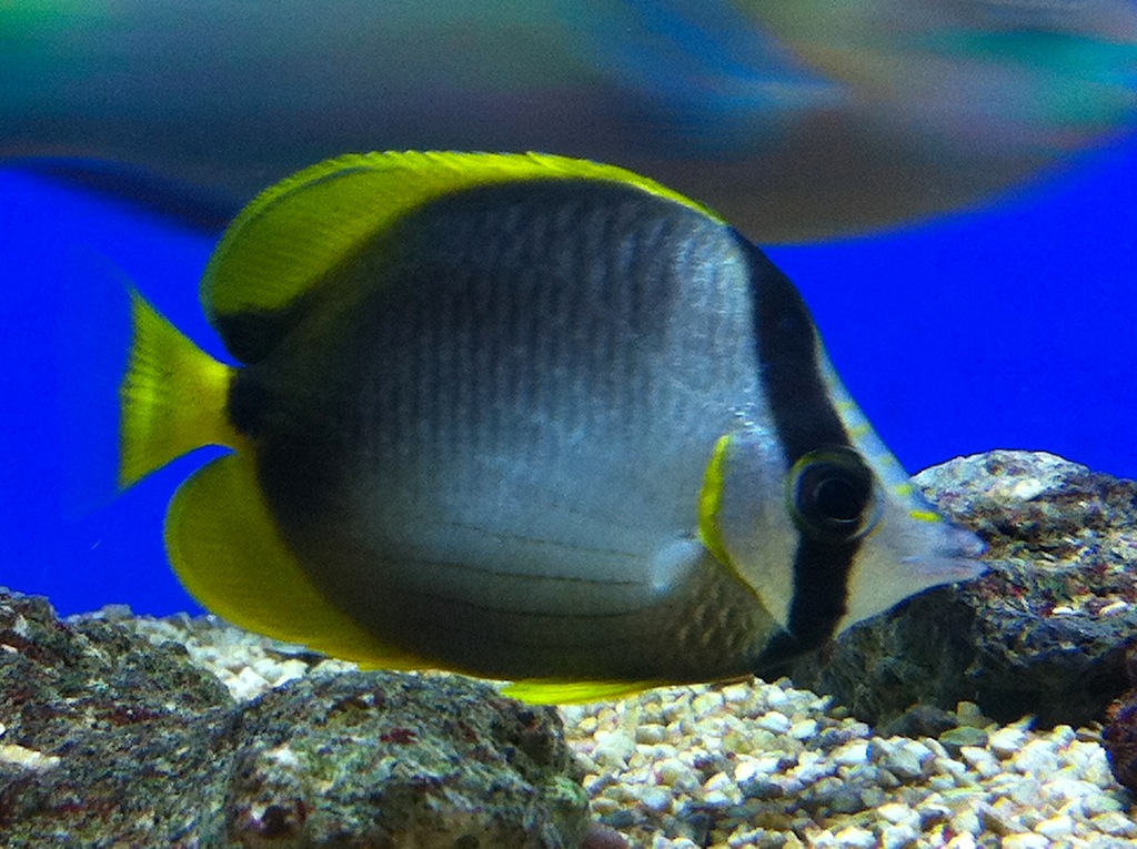 Chaetodon Leucopleura