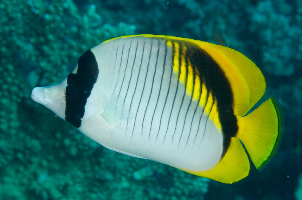Chaetodon Lineolatus