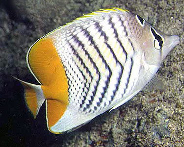 Chaetodon Madagascariensis