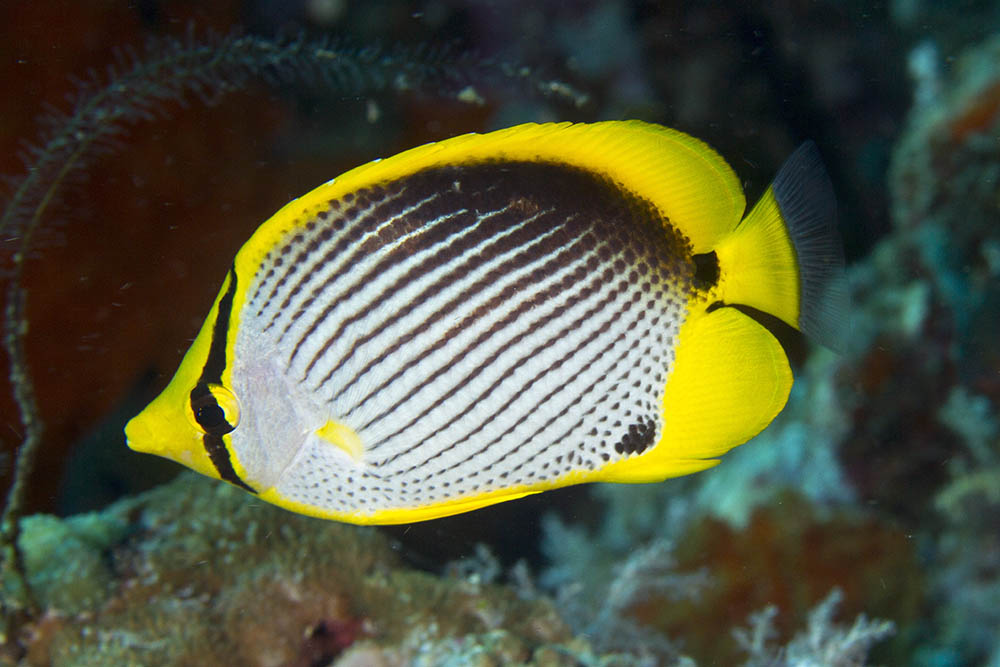 Chaetodon Melannotus