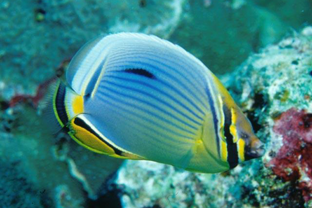Chaetodon Trifasciatus