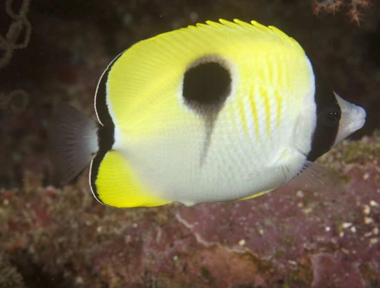 Chaetodon Unimaculatus