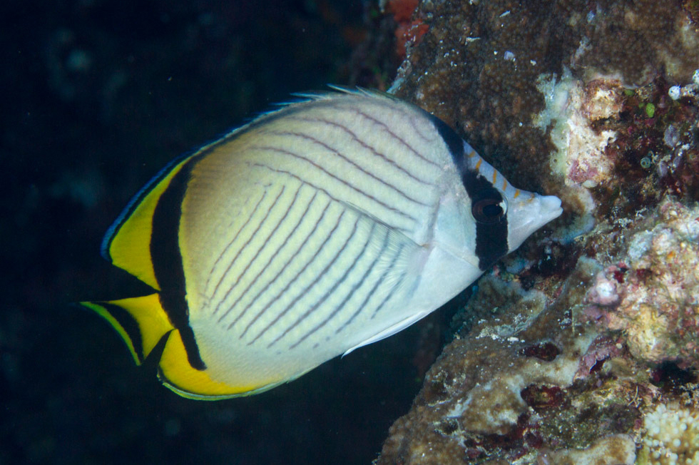 Chaetodon Vagabundus