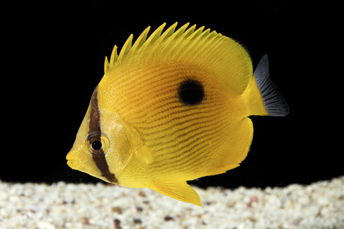 Chaetodon Zanzibariensis
