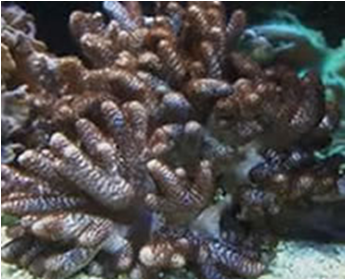 Cladiella Cornflour Cladiella