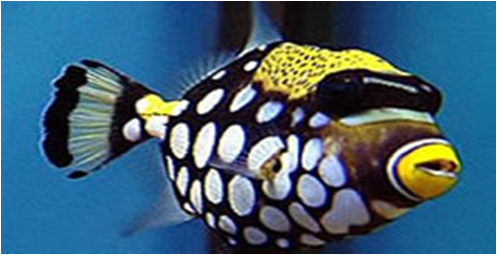 Clown Triggerfish Balistoides Conspicillum