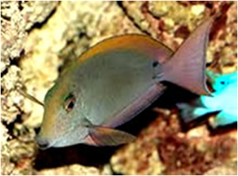 Copy of Lavender Tang