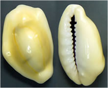 Cypraea Moneta Kauri Shell