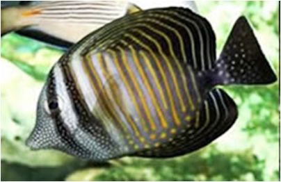 Desjardin Sail fish Tang