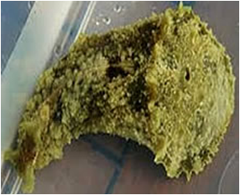 Dolabella auricularia (Seahare) Sea Hare
