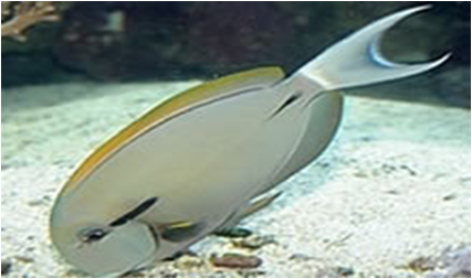 Epaulette Surgeonfish