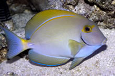 Eyestripe Surgeonfish