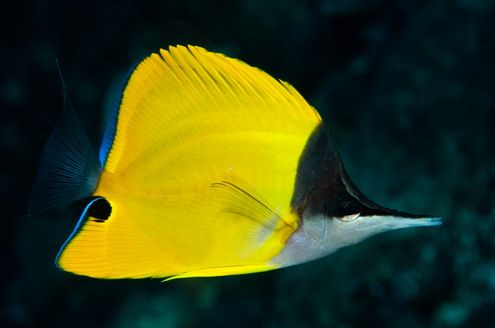 Forcipiger Flavissimus