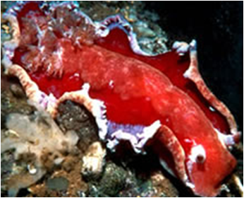 Hexabranchus