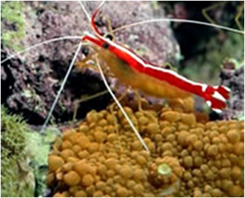 Hippolysmata grabhami Cleaner Shrimp