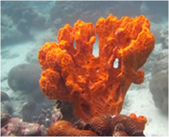 Hymeniacidon sponges mix medbig Bright Orange Sponge Tree
