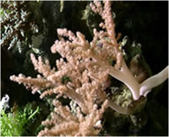 Lemnalia ( Kenya Tree) med,big,large