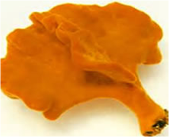 Neospongodes sp. Med Champagne Glass