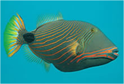 Orange-lined Triggerfish Balistapus undulatus