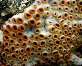 Palythoa natalensis med biege