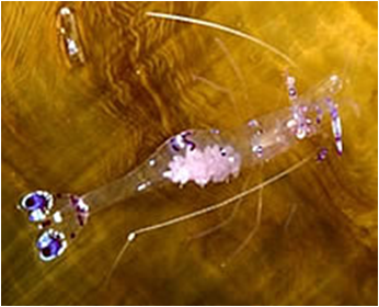 ParcelainGlass Shrimp