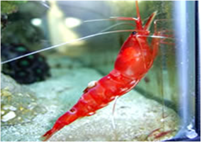 Parhippolyte uveae Sugar Cane Shrimp