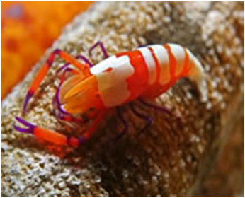 Periclimenes imperator Emperor Shrimp