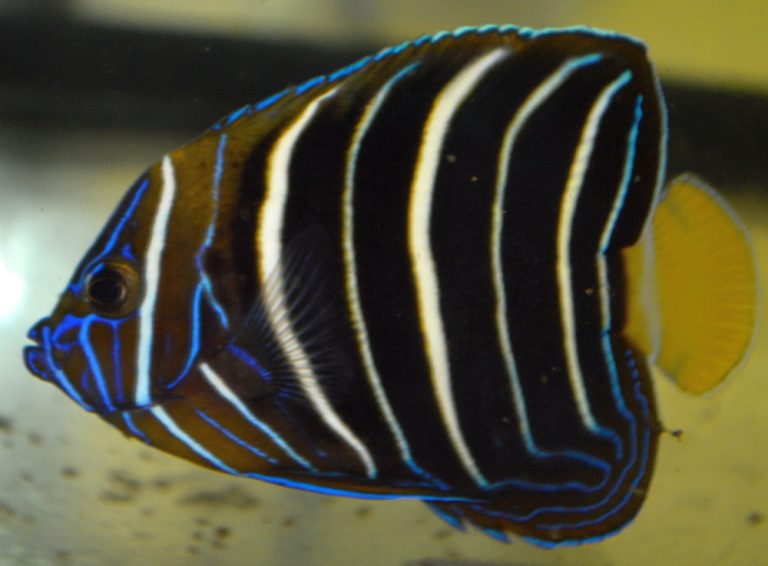 Pomacanthus chrysurus adult