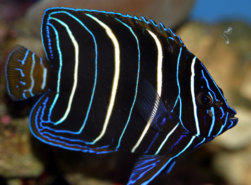 Pomacanthus chrysurus juvenile