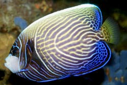 Pomacanthus imperator - Semi Adult