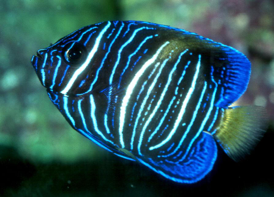 Pomacanthus maculosus juvenile